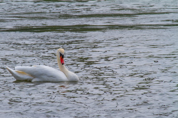 one swan swimming on a lake