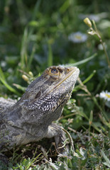 Bartagame hält nach Vögeln Ausschau