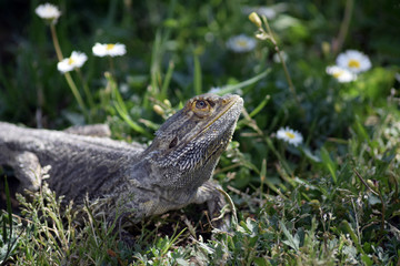 Bartagame hält nach Vögeln Ausschau
