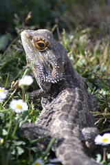 Bartagame auf Wiese