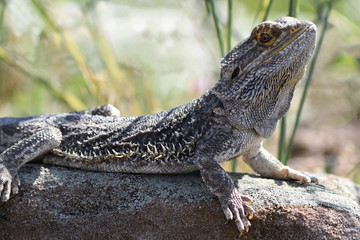 Bartagame auf Mauer