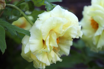 Soft White Rose Closeup