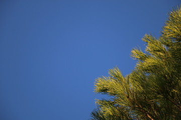 South of France, Occitania - Pine tree leaves on a blue sky