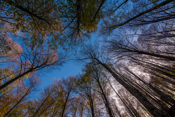 Obraz premium Forest and autumn