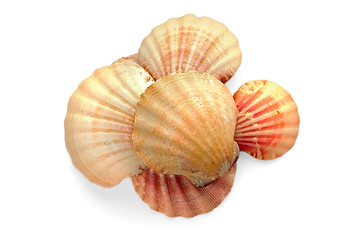 Pile of seashells isolated on white background