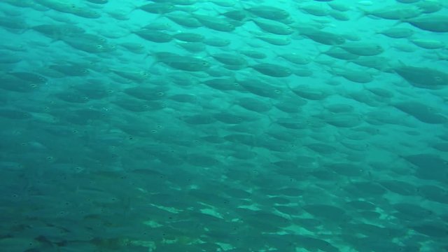 A gigantic swarm or school of silver Fusilier fishes (Caesio striatus) swimming around me while diving the reef of the tropical island Bonaire in the caribbean