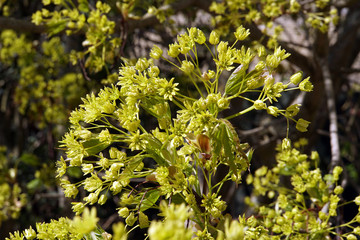 Blüte des Spitzahorn (Acer platanoides)