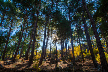 Naklejka premium Forest and autumn