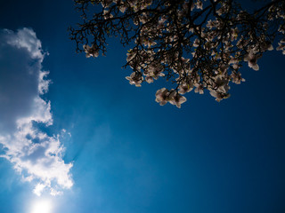 Weiße Magnolien mit Himmel Wolken und Sonnenstrahlen 