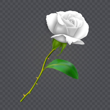 Beautiful white rose on long stem with leaf and thorns isolated on dark background, decoration for your design, photo realistic vector illustration.
