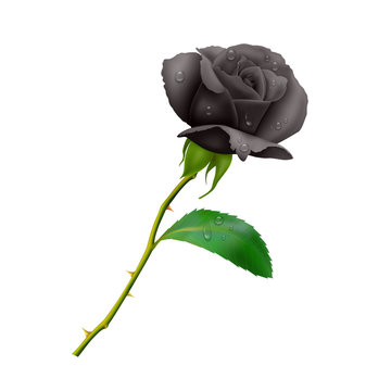 Beautiful Black rose on long stem with leaf and thorns isolated on white background, photo realistic vector illustration.