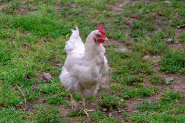 Bright Horizontal close–up portrait image in warm colors with selective focus of a Dunghill cock (rooster, Gallus, common cock, barnyard cock)