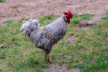 Bright Horizontal close–up portrait image in warm colors with selective focus of a Dunghill cock...