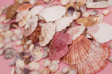 Mixed colorful sea shells as pink background