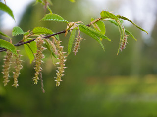 Blühender Zweig einer Buche im Frühling 