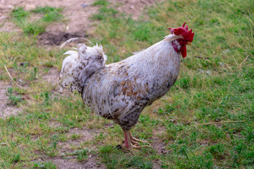Bright Horizontal close–up portrait image in warm colors with selective focus of a Dunghill cock (rooster, Gallus, common cock, barnyard cock)