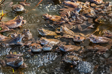 Common brown frogs gathered for mating season