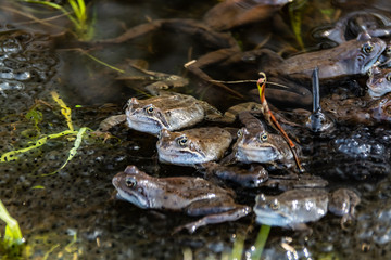 Common brown frogs gathered for mating season