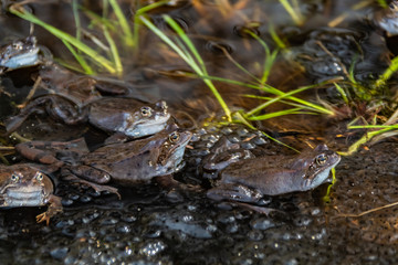 Common brown frogs gathered for mating season