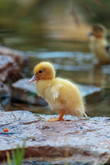 little duckling in pond drying