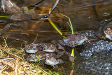 Common brown frogs gathered for mating season