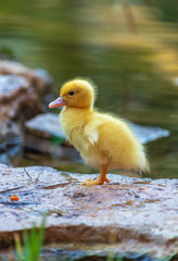 little duckling in pond drying