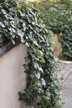 Efeu an Mauer