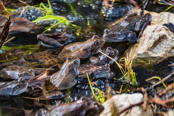 Common brown frogs gathered for mating season