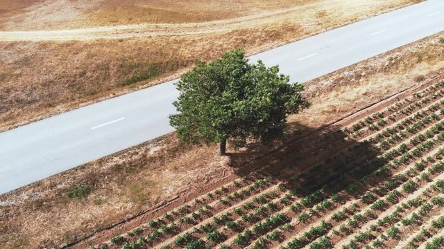 Aerial point of interest flight around small apple treen next to country road surrounded by dry grass. During sunny summer season.
