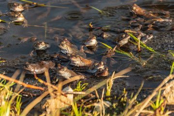 Common brown frogs gathered for mating season