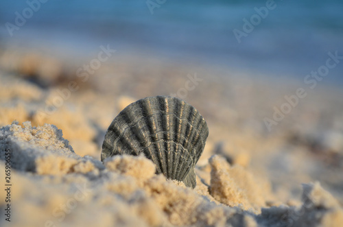 Black Seashell On The Sandy Beach Of The Black Sea Coast