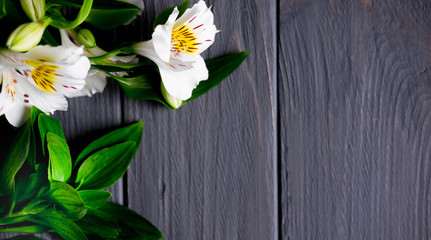 Background for text banner on a dark wooden background with white flowers. Blank, frame for text. Greeting card design with flowers. Aalstroemeria on wooden background. View from above