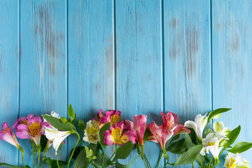 Fototapeta na wymiar Template birthday greeting card. Blue wooden background with pink flowers of alstroemeria. The basis for the congratulatory banner. Banner with flowers and copispeys.