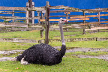 Ostrich in the farm.