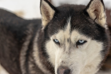 Fototapeta na wymiar Close up blue-eyed Gray Adult Siberian Husky Dog portrait