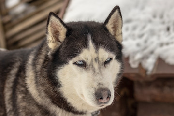 Obraz premium Close up blue-eyed Gray Adult Siberian Husky Dog portrait