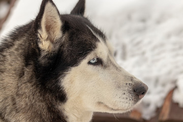 Close up blue-eyed Gray Adult Siberian Husky Dog portrait