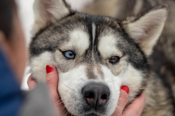 Beautiful husky dog looking up, multi colored eyes husky. Close up
