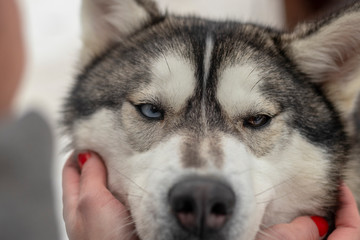 Beautiful husky dog looking up, multi colored eyes husky. Close up