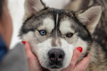 Beautiful husky dog looking up, multi colored eyes husky. Close up