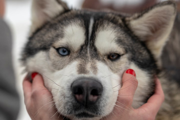Beautiful husky dog looking up, multi colored eyes husky. Close up