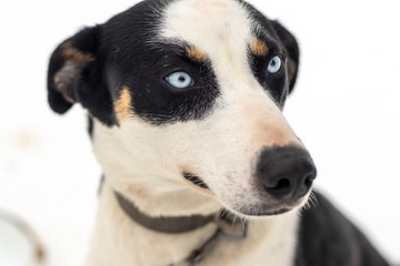 Close up blue-eyed Gray Adult Siberian Husky Dog portrait