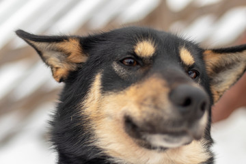 Funny dog disgust, denial, disagreement face. Don't like that. grins teeth pet. White background