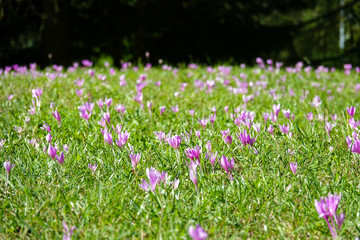 CLOSE UP: Beautiful purple flowers bloom in the middle of the large meadow.
