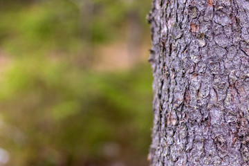 Thick tree trunk closeup