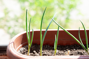 Young sprouts of green onions in flower pots. Growing greens for salad at home. Green onions