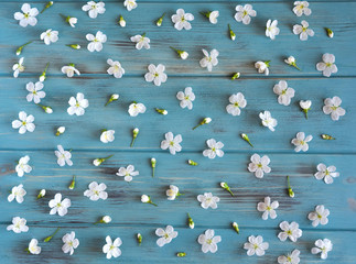 Spring flowers of cherry on wooden background. Spring pattern with white cherry flowers on a blue background. Template, blank for a blog post with spring flowers. View from above