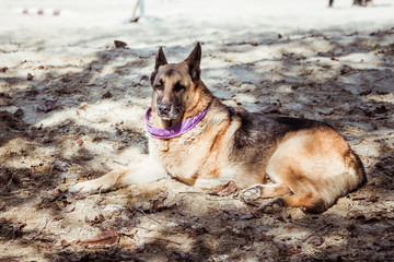 Chien berger allemand couché par terre