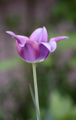 Lilienblütige Tulpen