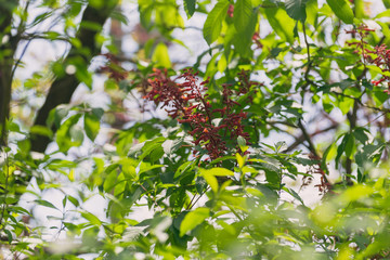 Red buckeye flowers, Aesculus pavia, in the spring. Hummingbird attractor.